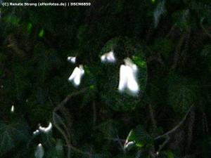 Weiße Lichtelfe mit Flügeln